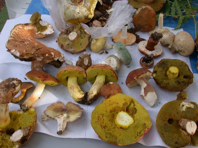 Escursione in Castagniccia - Corsica